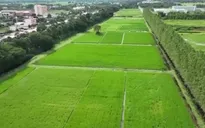 Nguy cơ thiếu hụt nguồn cung gạo lớn nhất trong 20 năm