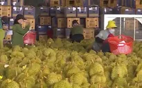 Rau quả Việt được mùa xuất khẩu