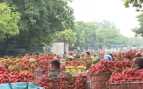 Tấp nập tiêu thụ vải thiều