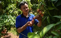 Thay vì mua cân, người tiêu dùng có thể mua cả cây vải thiều