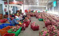 Nông sản Việt đắt khách tại châu Á