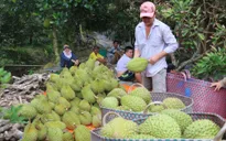 Thêm cơ hội xuất khẩu sầu riêng vào Trung Quốc