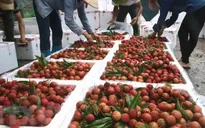 Sẽ xuất khẩu vải thiều Bắc Giang bằng đường sắt qua ga Kép