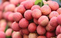 Vận chuyển vải thiều bằng máy bay tăng 200%