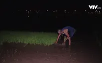 Nông dân ngoại thành Hà Nội cấy lúa đêm tránh nóng