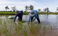 Thời tiết cực đoan đe dọa an ninh lương thực