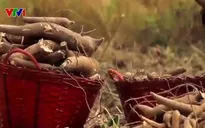 El Nino ảnh hưởng sản xuất nông nghiệp khu vực Đông Nam Á