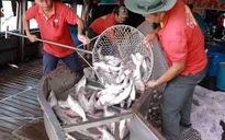 Giá cá tra giảm, người nuôi gặp khó