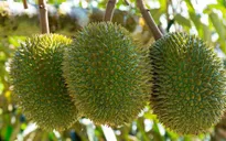 Xuất khẩu sầu riêng năm 2023 sẽ cán đích sớm