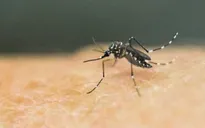 Tăng cường công tác phòng, chống dịch bệnh do muỗi truyền vì hiện tượng El Nino