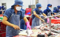 Xuất khẩu cá tra gặp khó