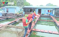 Đảo Cát Hải: Phòng chống bão số 1 với tinh thần cao nhất