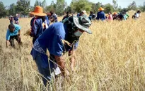 El Nino có thể khiến Thái Lan thiệt hại 40 tỷ Baht
