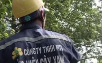 Tăng cường quản lý cây xanh trong mùa mưa bão
