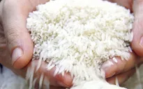 Gạo Việt Nam có mặt ở nhiều thị trường khó tính