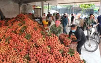 Bắc Giang thu hơn 6.800 tỷ đồng từ vụ vải thiều năm 2023