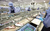 Gói tín dụng 15.000 tỷ đồng - “Liều thuốc” giúp doanh nghiệp thủy sản vượt khó