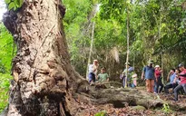 Sớm hoàn thiện khung pháp lý giao dịch tín chỉ carbon rừng