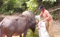 Để giảm nghèo không đi vào lối mòn