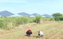 Hệ thống bơm tưới nông nghiệp bằng năng lượng mặt trời tại Campuchia