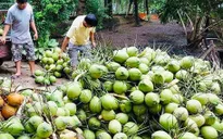 Cơ hội để dừa tươi Việt Nam xuất khẩu chính ngạch sang Trung Quốc