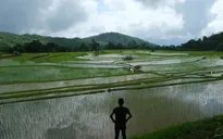 Ấn Độ mất mùa và nỗi lo lương thực toàn cầu