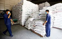 Giá lúa tăng, gạo xuất khẩu chững lại