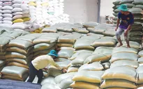 Ấn Độ cấm xuất khẩu gạo, Bộ Công Thương khuyến cáo doanh nghiệp