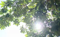 Nhiều nơi trên cả nước có chỉ số tia cực tím gây hại rất cao