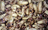 Nam thanh niên bị sốc phản vệ sau khi ăn ve sầu