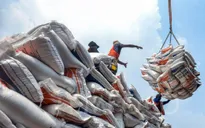 Giá gạo Indonesia dự kiến tăng mạnh sau lệnh cấm xuất khẩu gạo của Ấn Độ