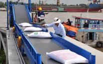 Thận trọng trong giao dịch xuất khẩu gạo