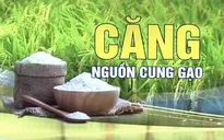 Ấn Độ cấm xuất khẩu gạo: Thị trường lương thực thế giới tiếp tục đón cú sốc