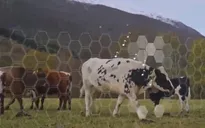 Hàng rào ảo ngăn chặn gia súc trên cánh đồng