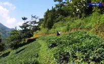 Việt Nam hướng đến phát triển kinh tế dược liệu