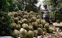Cảnh báo tình trạng trà trộn sầu riêng kém chất lượng