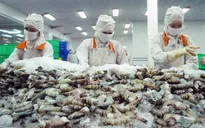 Tôm Việt chịu nhiều sức ép