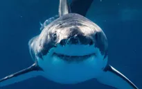Cá mập có thể đang ăn "thuốc phiện" hàng ngày tại biển Florida