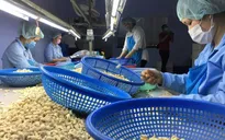 Điều chỉnh kim ngạch xuất khẩu điều nhân năm 2023