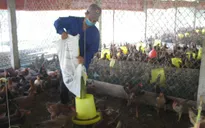 Xây dựng vùng chăn nuôi an toàn dịch bệnh theo tiêu chuẩn thế giới