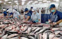 Trung Quốc vẫn là thị trường mua cá tra nhiều nhất của Việt Nam