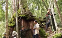 Bảo vệ di sản nghìn năm tuổi ở vùng cao xứ Quảng