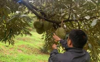 Bắt 2 đối tượng cắt trộm 700kg sầu riêng