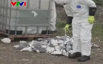 Bùng phát cúm gia cầm lớn nhất tại Na Uy, Phần Lan