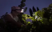 Nông dân Tây Ban Nha làm đêm để tránh nắng nóng tới 55 độ