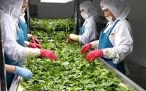 Giá trị xuất khẩu rau quả 6 tháng gần bằng cả năm 2022