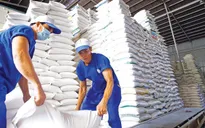 Tăng cường thực hiện các nhiệm vụ, giải pháp thúc đẩy sản xuất, xuất khẩu gạo