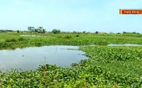 Ruộng bỏ hoang vì ngập, sinh kế của nhiều hộ dân chìm sâu dưới nước