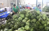 Dừa tươi Việt Nam trước cơ hội xuất khẩu chính ngạch sang Trung Quốc