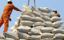 Xuất khẩu gạo tăng mạnh: Lợi gần nhưng vẫn phải lo xa